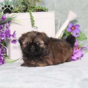 Pollyanna, Shih Tzu Puppy
